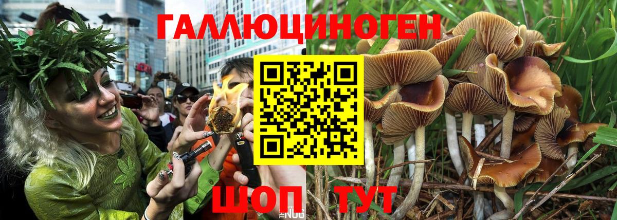 где можно купить   Вход с VPN  Знаменск  Псилоцибиновые грибы прущие грибы  Псилоцибиновые грибы MAGIC MUSHROOMS 